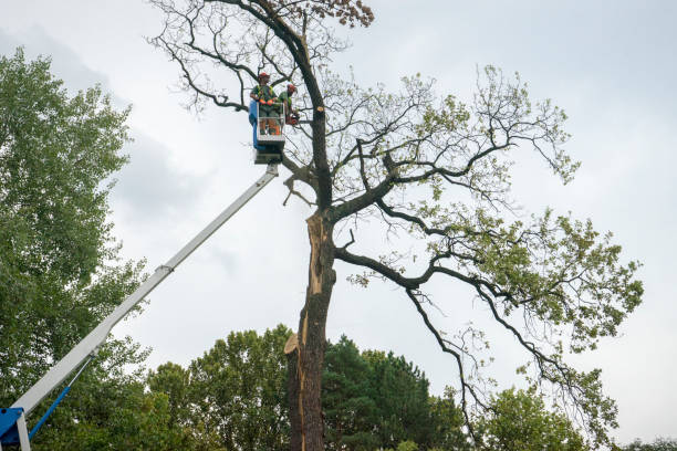 Residential Tree Removal in Riner, VA